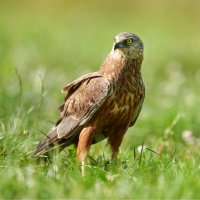 Moták pochop – Piotr Krzeslak / Shutterstock