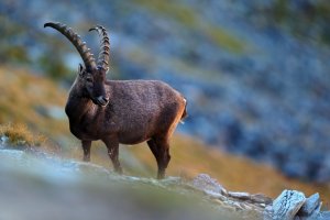 Kozorožec horský (Capra ibex) – Ondrej Prosicky / Shutterstock