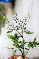 Rukev bažinná (Rorippa palustris) – Gurcharan Singh/Shutterstock