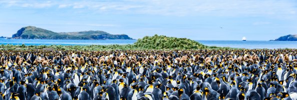 Kolonie tučňáků patagonských (Aptenodytes patagonicus), ostrov Jižní Georgie – Tetyana Dotsenko / Shutterstock