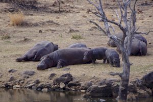 Hroch obojživelný (Hippopotamus amphibius) – Photo by Zoë Reeve on Unsplash