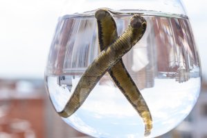 Přísavky pijavek lékařských (Hirudo medicinalis) – Julia Agin / Shutterstock