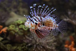 Perutýn tykadlový (Pterois antenata) má jedové žlázy umístěné na bázi ploutevních paprsků – DSlight_photography / Shutterstock