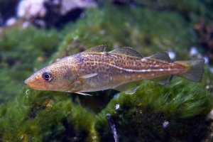 Treska obecná (Gadus morhua) – Dennis Jacobsen / Shutterstock