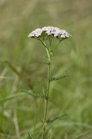 Řebříček obecný (Achillea millefolium) – Martin Fowler/Shutterstock