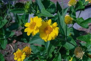 Mastňák (Guizotia abyssinica) – Dimitriev Mikhail / Shutterstock