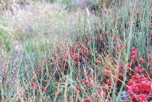 Chvojník čínský (Ephedra sinica) – Yana Kho / Shutterstock