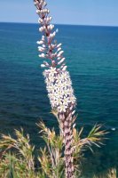 Kvetoucí urginea přímořská (Urginea maritima) z rodu Urginea – simona pavan / Shutterstock