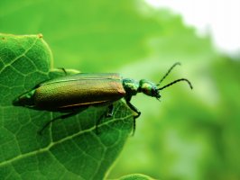 Puchýřník lékařský (Lytta vesicatoria) – Alex Avocado / Shutterstock