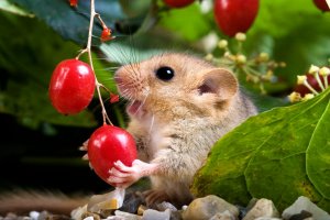 Plšík lískový (Muscardinus avellanarius) – slowmotiongli / Shutterstock