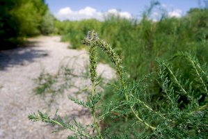 Židoviník německý (Myricaria germanica) – goran_safarek/Shutterstock