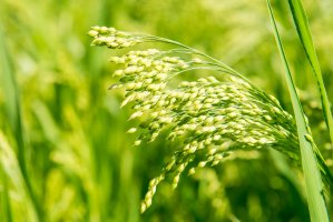 Proso seté (Panicem miliaceum) – Christian Camus / Shutterstock