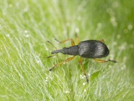 Nosatčík obecný (Apion apricans) – Henrik Larsoon / Shutterstock