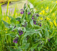 Kostival lékařský (Symphytum officinale) – Ruud Morijn Photographer/Shutterstock