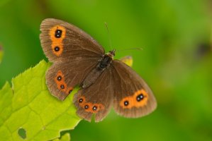 Okáč rosičkový (Erebia medusa) – Karin Jaehne / Shutterstock
