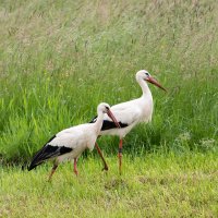 Dva čápi bílí (Ciconia ciconia) – TobiasTropper / Shutterstock
