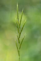 Válečka lesní (Brachypodium sylvaticum) – IanRedding/Shutterstock