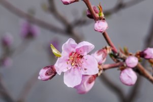 Broskvoň obecná (Prunus persica vulgaris), větvička s květy – Nick Pecker / Shutterstock