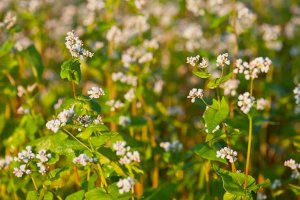 Pohanka obecná (Fagopyrum esculentum) – mholka/Depositphotos