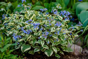 Žíhané listy pomněnkovce velkolistého (Brunnera macrophylla variegata) – Flower_Garden / Shutterstock
