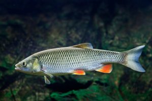 Jelec tloušť (Leuciscus cephalus) – Kuttelvaserova Stuchelova / Shutterstock
