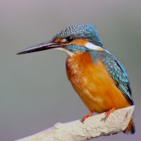 Ledňáček říční (Alcedo atthis) – Photo by Boris Smokrovic on Unsplash