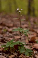 Kyčelnice cibulkonosná (Dentaria bulbifera) – Christian Badescu/Shutterstock