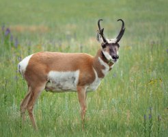 Vidloroh americký (Antilocapra americana) – Steve Bower / Shutterstock