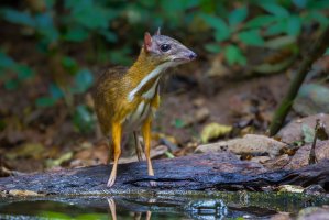 Kančil menší (Tragulus kanchil), Thajsko – kajornyot wildlife photography / Shutterstock