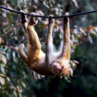 Makak rhesus (Macaca mulatta) – Photo by Stephen Tafra on Unsplash