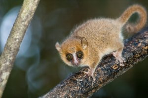 Maki trpasličí (Microcebus murinus) – David Thyberg / Shutterstock