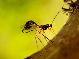 Dlouhé ostré kladélko na zadečku samičky lumka velkého (Rhyssa persuasoria) pronikne kůrou stromu až do těla larvy dřevokazného hmyzu – Aynia Brenna / Shutterstock