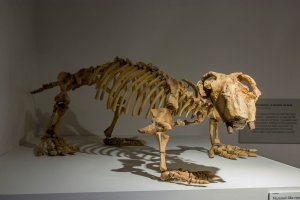 Fosílie dinosaura Lystrosaurus georgi, Melbourne Museum, Austrálie – Danny Ye / Shutterstock
