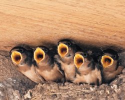 Hladová mláďata vlaštovky (Hirundo) čekají na jídlo – D. Longenbaugh / Shutterstock