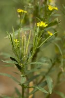 Trýzel malokvětý (Erysimum cheiranthoides) – dabjola/Shutterstock