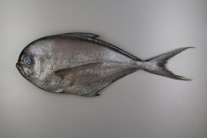Pražma obecná (Brama brama) z čeledi pražmovitých – antpun / Shutterstock