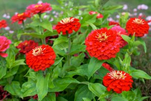 Ostálka lepá (Zinnia elegans) – Iulianna Est/Shutterstock
