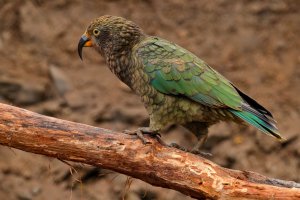 Nestor kea (Nestor notabilis) – Onrej Prosicky / Shutterstock
