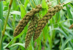 Bér italský (Setaria italica) / Shutterstock
