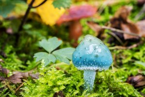 Límcovka měděnková (Stropharia aeruginosa) – Jaroslav Machacek / Shutterstock