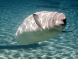 Běluha mořská (Delphinapterus leucas) – shipfactory / Shutterstock