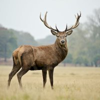 Jelen evropský (Cervus elaphus) – Veneratio/Depositphotos
