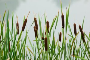 Orobinec širokolistý (Typha latifolia) – Vishnevskiy Vasily/Shutterstock