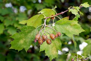 Jeřáb břek (Sorbus torminalis) – Bildagentur Zoonar GmbH/Shutterstock