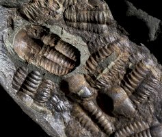 Ellipsocephalus Hoffi, zkamenělí trilobiti – Lapis2380 / Shutterstock