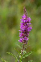 Kyprej vrbice (Lythrum salicaria) – IanRedding/Shutterstock