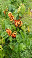 Paulinie nápojná (Paullinia cupana), známá pod názvem guarana – guentermanaus / Shutterstock