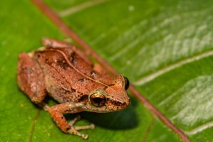 Bezblanka (Eleutherodactylus johnstonei) – Jay Ondreicka / Shutterstock