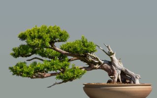 Bonsaj, botanická zahrada, Chicago, USA – Carlos Yudica / Shutterstock