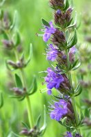 Yzop lékařský (Hyssopus officinalis) – Miroslav Hlavko/Shutterstock